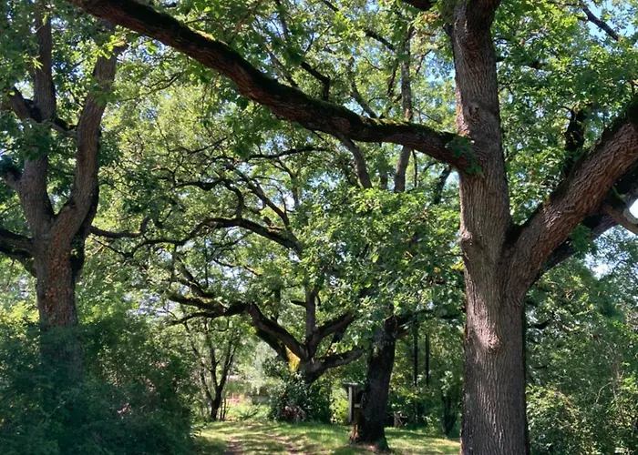 Tente de luxe Tente Bivouac Option Bain Chauffée Au Bois *
